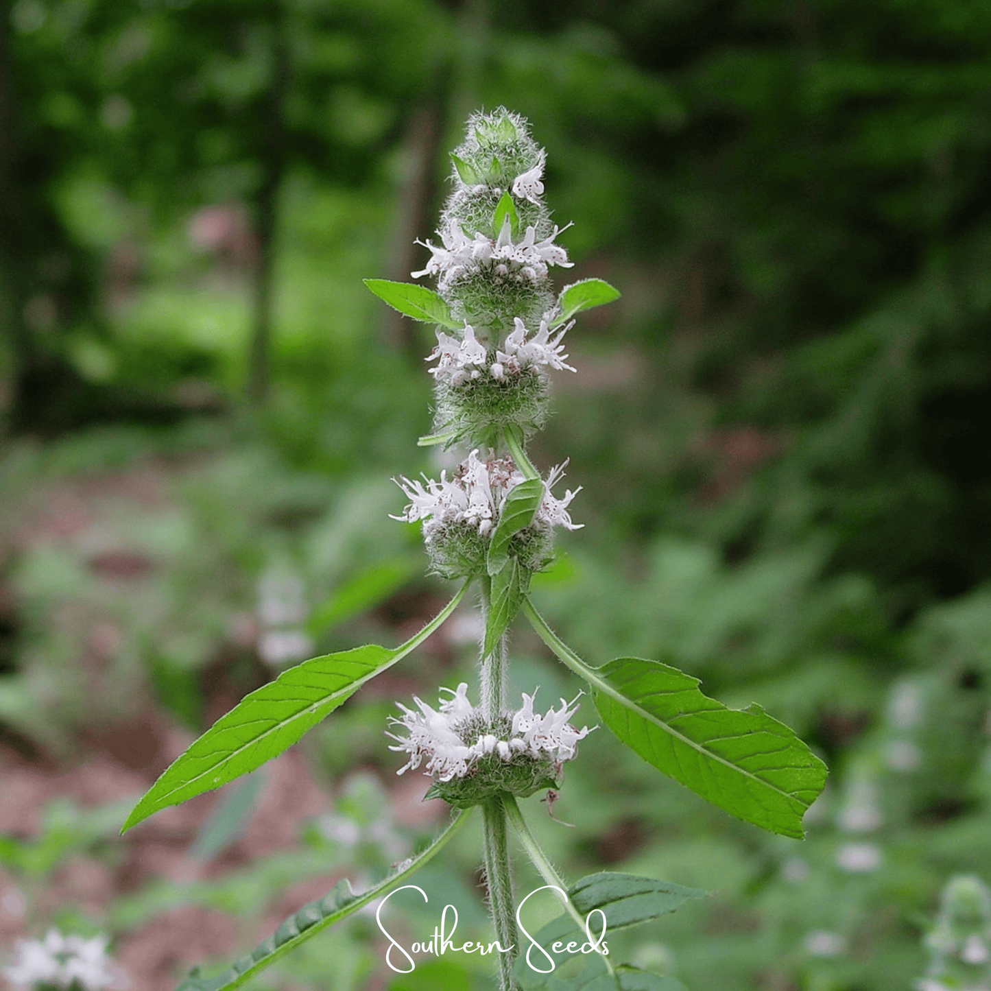 Hairy Wood Mint Seeds – Blephilia hirsuta Perennial for Pollinators, Fragrant Woodland Plant, 100 Seeds