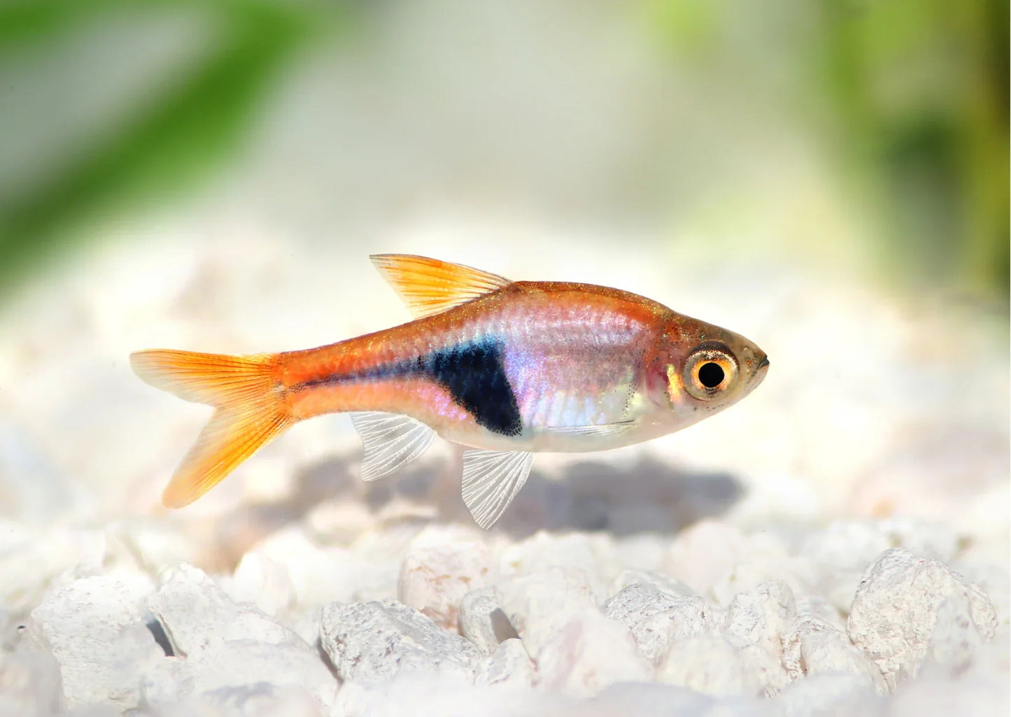 Harlequin Rasboras Pack Of 6