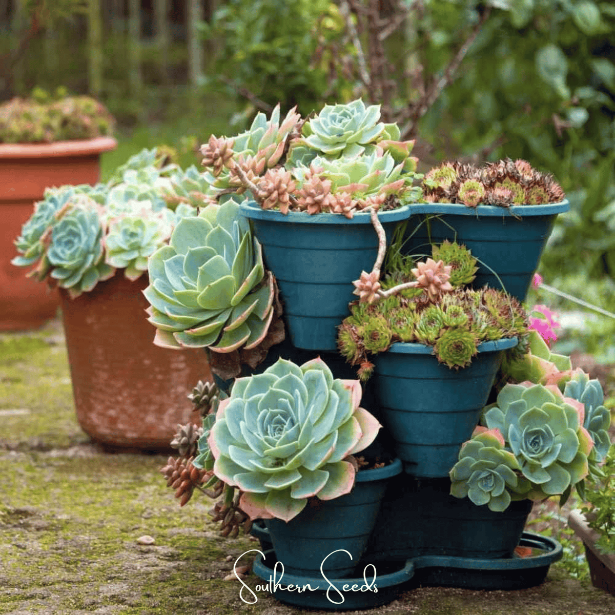 Hens & Chicks Cactus Mix Seeds – Heirloom Sempervivum Succulent for Rock Gardens & Containers, Drought-Tolerant, Perennial, 30 Seeds