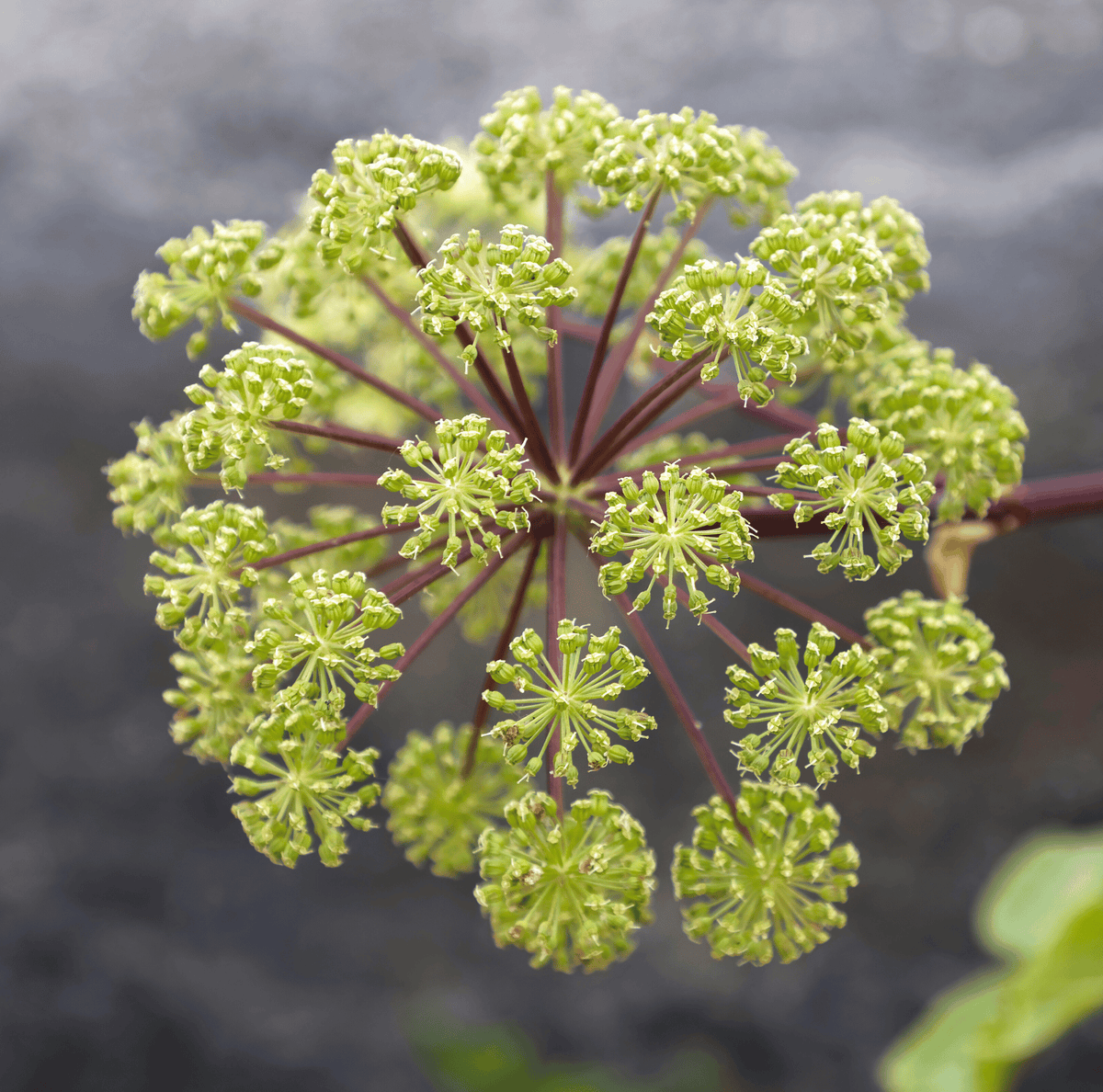 Holy Ghost Angelica Seeds – Heirloom Biennial Herb for Culinary & Ornamental Use, Angelica archangelica, 50 Seeds