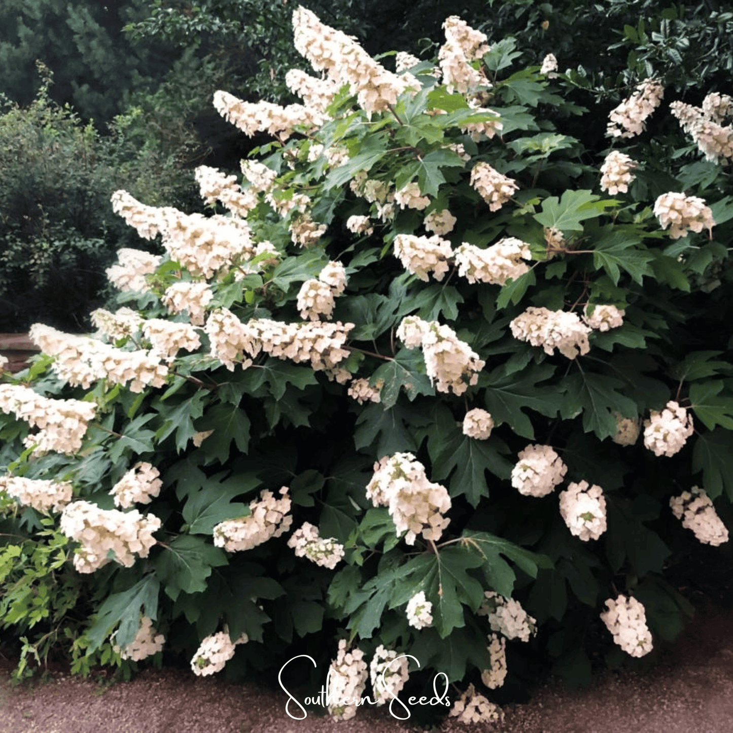 Oakleaf Hydrangea Seeds – Perennial Shrub, Large Cone-Shaped White Flowers, Autumn Foliage, Winter Bark – Hydrangea quercifolia