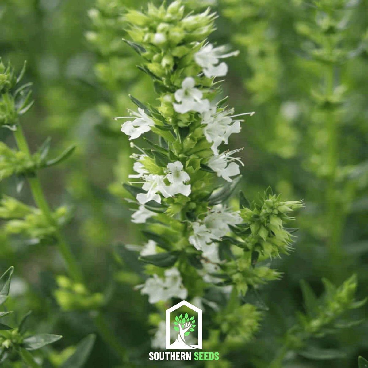 White Hyssop Seeds - Hyssopus officinalis 'Albus' Heirloom Perennial for Bees & Butterflies