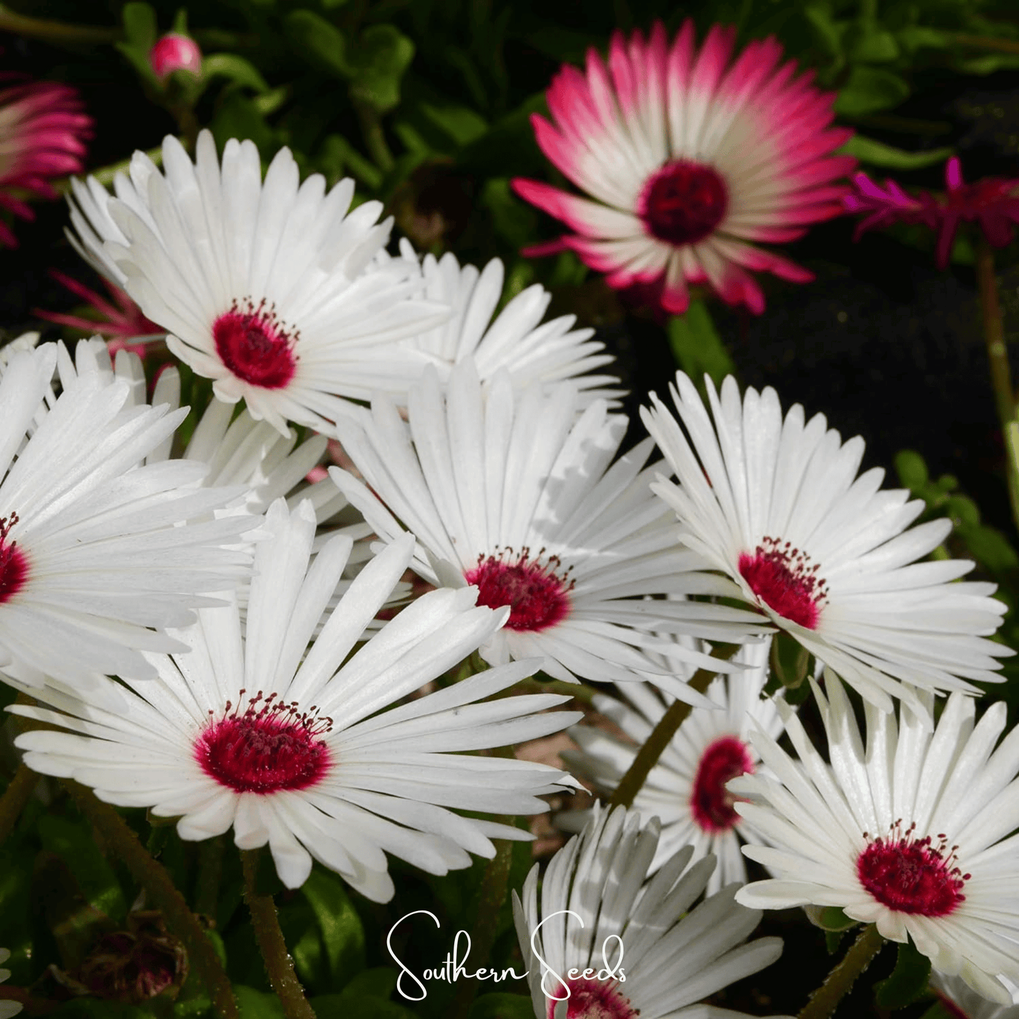 Gelato White Ice Plant Seeds – Livingstone Daisy, Drought Tolerant, White Daisy Flowers, Succulent Groundcover, Heirloom Annual