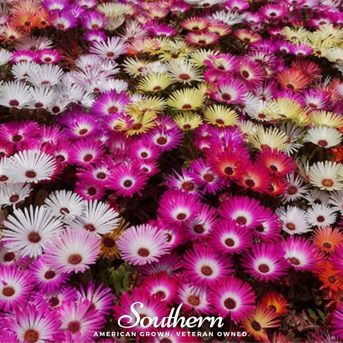 Ice Plant Mix Seeds – Vibrant Daisy-Like Flowers, Drought Tolerant, Groundcover, Mesembryanthemum criniflorum, 200 Seeds