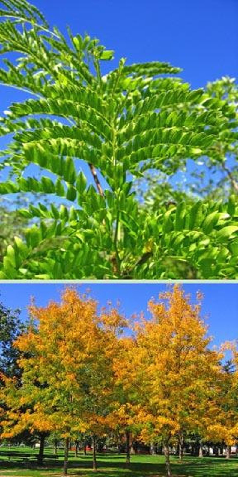 Thornless Honey Locust Tree Bare Root 2-3 ft Gleditsia triacanthos 'Inermis' Ornamental Shade Tree