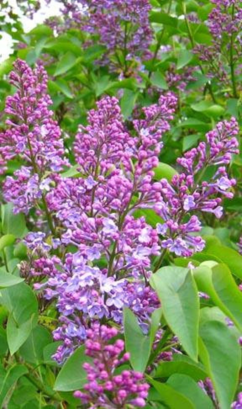 Old Fashioned Purple Lilac Bush Bare Root Syringa vulgaris Fragrant Purple Flowers Garden Shrub