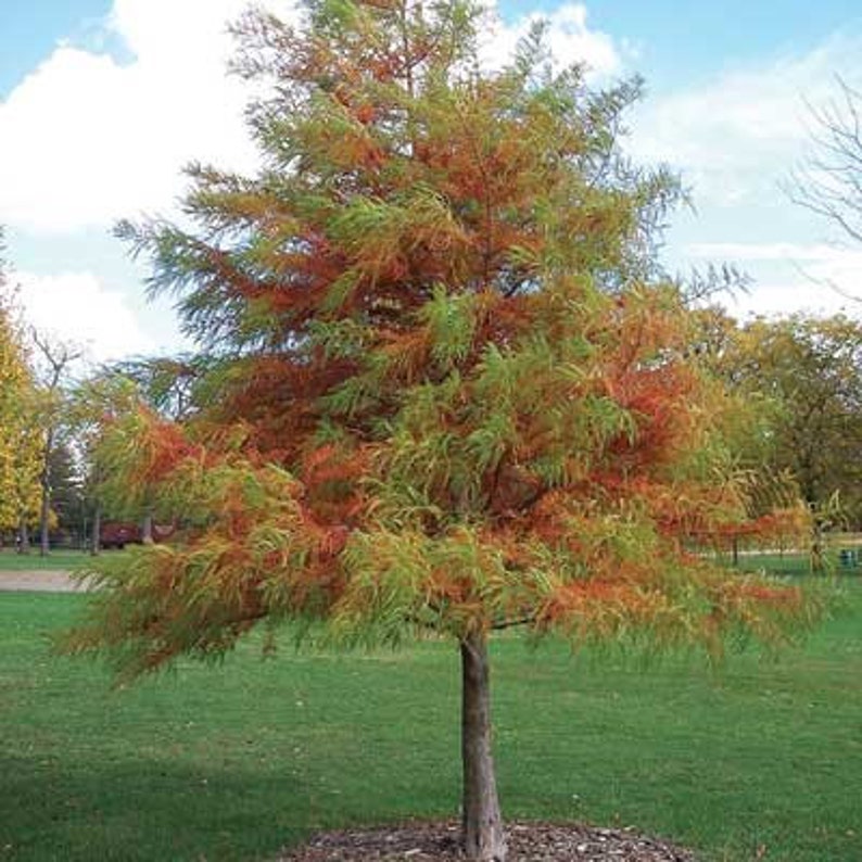 Bald Cypress Tree 2-3' Deciduous Conifer Taxodium distichum for Wet & Dry Soils, Fall Color, Bare-Root Sapling