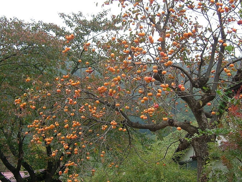 Persimmon Tree 4-Inch Container Diospyros Virginiana Fruit Bearing, Disease Resistant, Bright Orange Foliage, Zones 4-7
