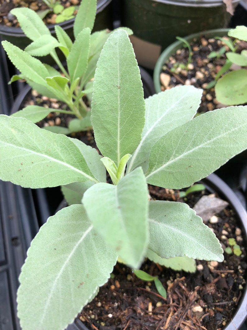 Organic White Sage Plant in 2.5-inch Pot | Salvia apiana Smudging Herb for Indoor & Outdoor Gardens