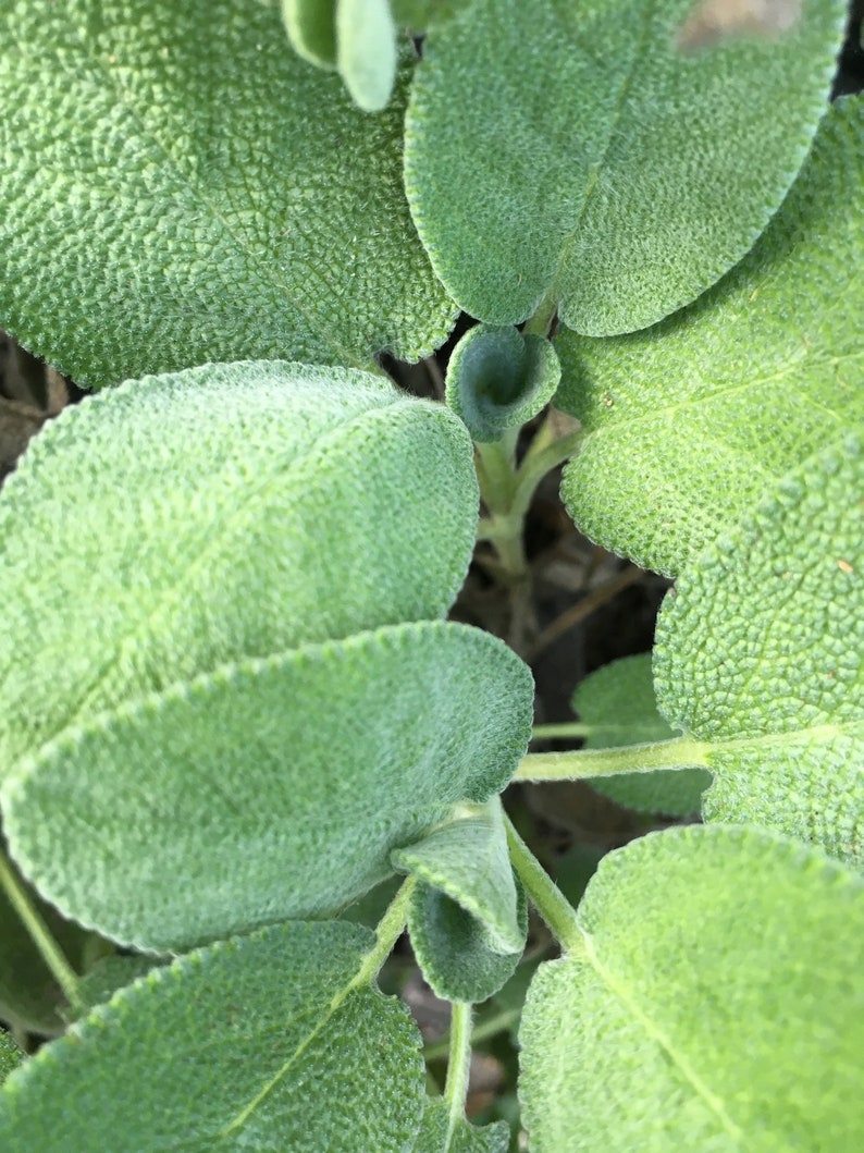 Organic Berggarten Sage Plant in 2.5-inch Pot | Salvia officinalis 'Berggarten' Live Herb for Cooking & Smudging