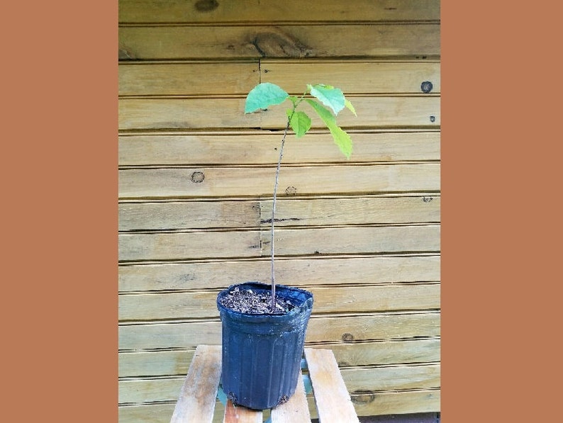 Pawpaw Trees - 5 Live Seedlings - Asimina triloba - Fruit & Wildlife Habitat Planting