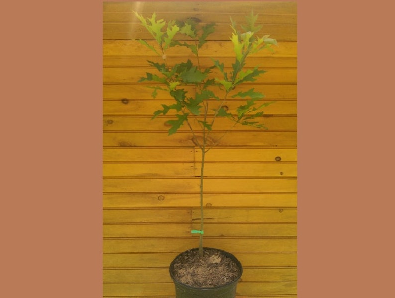 Pin Oak Tree Set of 2 – 6" to 12" Live Quercus palustris for Landscaping, Wildlife Habitat & Ornamental Use