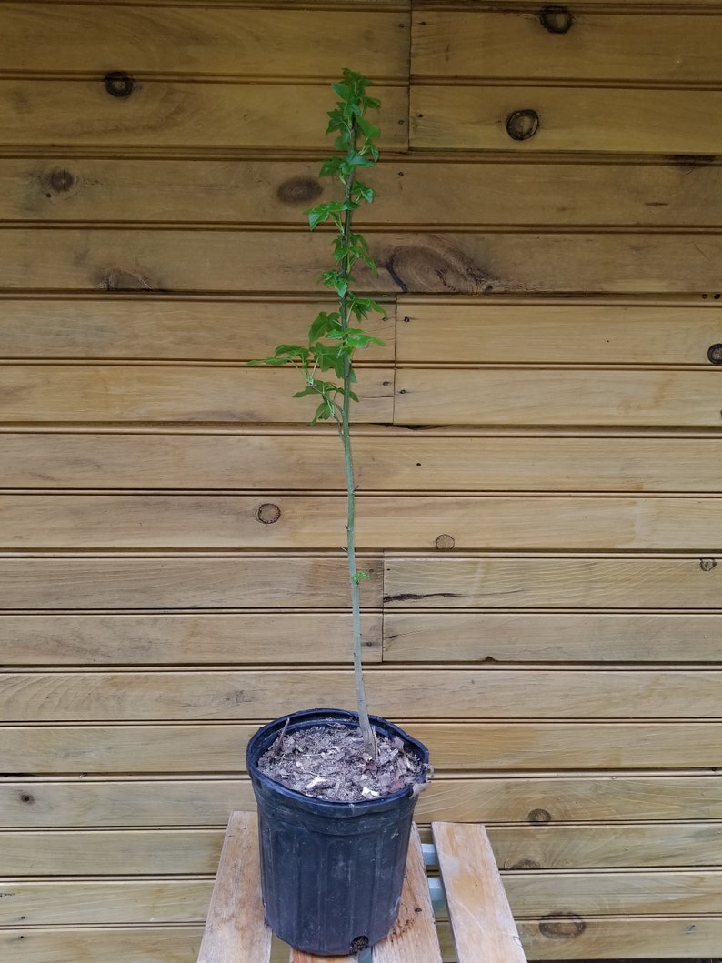 American Sweet Gum Trees - 18-24 Inches - Liquidambar styraciflua - Ornamental Landscape Trees with Fall Color & Wildlife Habitat