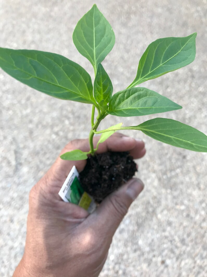 Hungarian Wax Banana Pepper Live Plant, Sweet Mild Vegetable, Capsicum annuum, Container Friendly, Ready to Grow