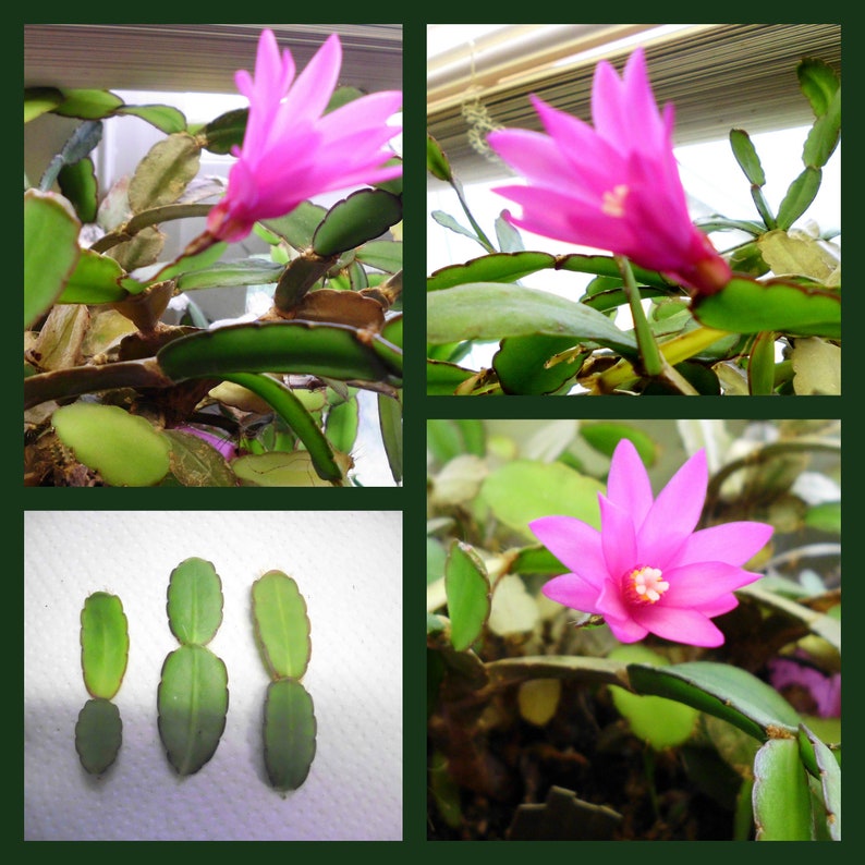 Easter Cactus Cuttings - 3 Unrooted Rhipsalidopsis Gaertneri Hot Pink Flowering Houseplant Succulent
