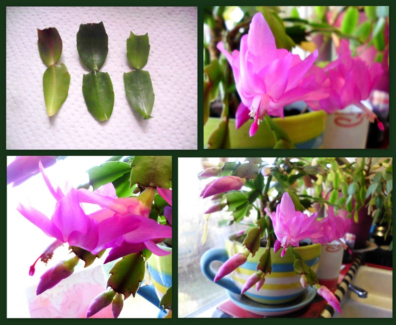 Thanksgiving Cactus Cuttings - 3 Unrooted 2-Segment Schlumbergera Truncata Hot Pink Propagation Plant