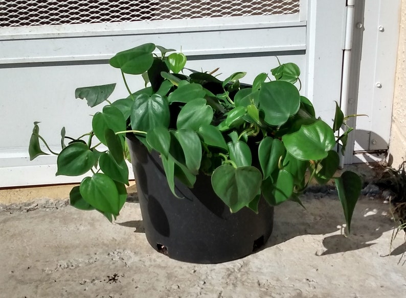 Philodendron Heartleaf Cutting - 1 Rooted + 1 Free, Easy Care Houseplant, Philodendron scandens, Trailing Indoor Plant