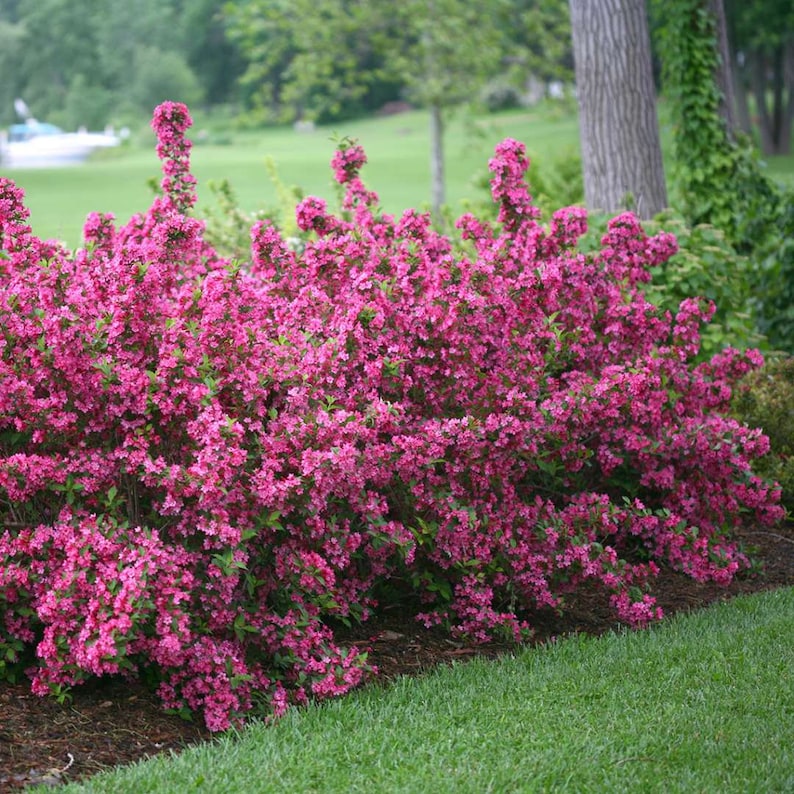 Pink Weigela Plants 4" Container, Weigela florida, 2 Pack, Vibrant Pink Flowers, Full Sun, Zones 4-8