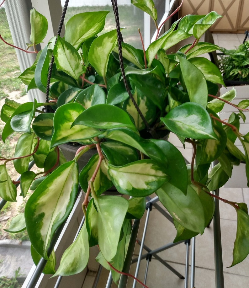 Hoya Tricolor Cutting – 1 Rooted + 1 Free Houseplant Propagation – Hoya carnosa 'Tricolor'