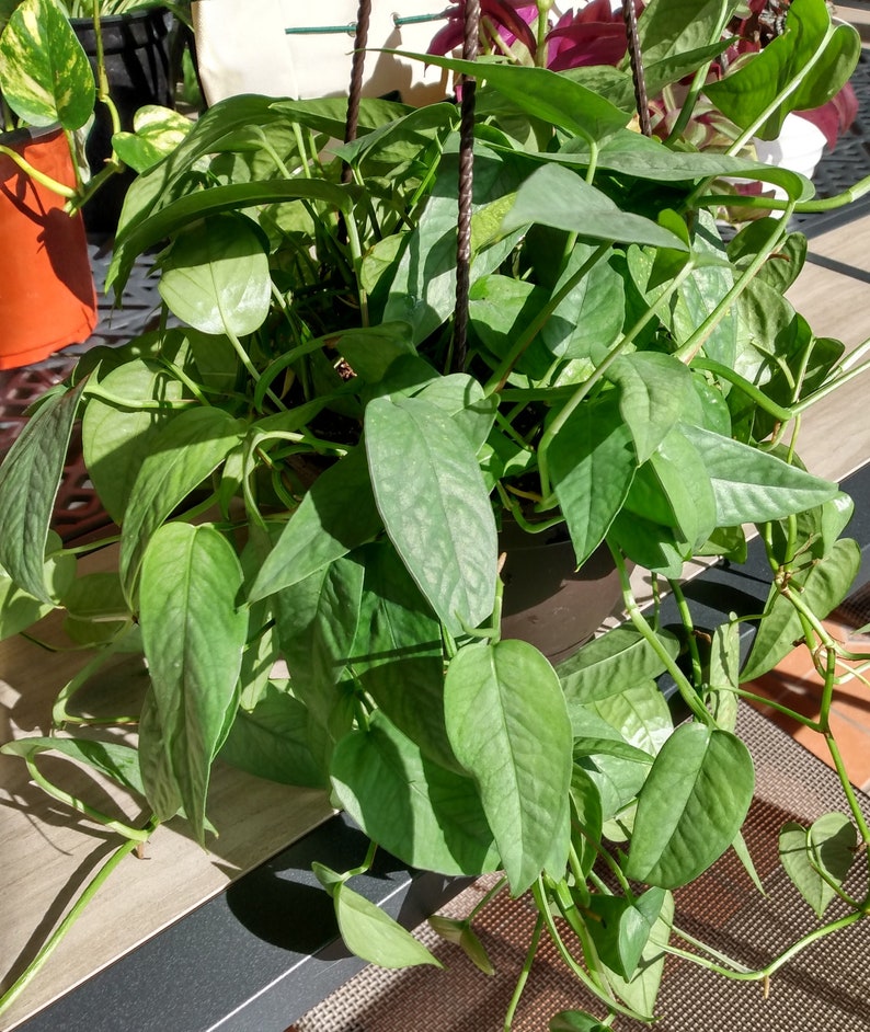 Cebu Blue Pothos Cutting - 1 Rooted + 1 Free Epipremnum aureum Indoor Plant, Easy Care, Trailing, Tropical Greenery
