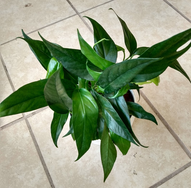 Rooted Baltic Blue Pothos Cutting + Free Propagation Plant Epipremnum aureum, Easy Care Indoor Plant