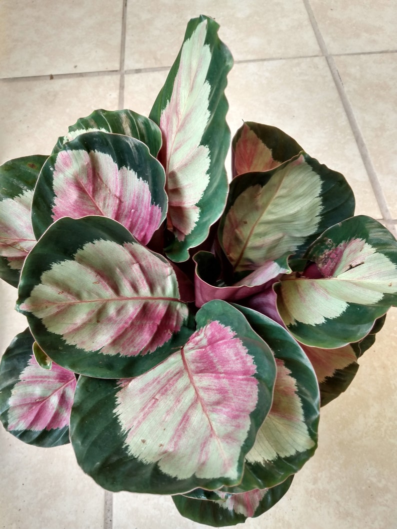 Calathea Dottie Houseplant - Small Rooted Calathea Roseopicta with Free Cutting - Indoor Foliage Plant