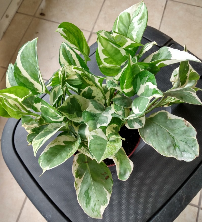 Rooted N' JOY Pothos Cutting - Epipremnum aureum Indoor Houseplant, Easy Care, Trailing Vine, Variegated Foliage