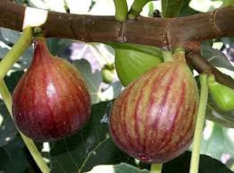 Celeste Fig Tree Plants 6" in 4" Containers Ficus carica Sweet Fruit Fast Growth Zones 7-11
