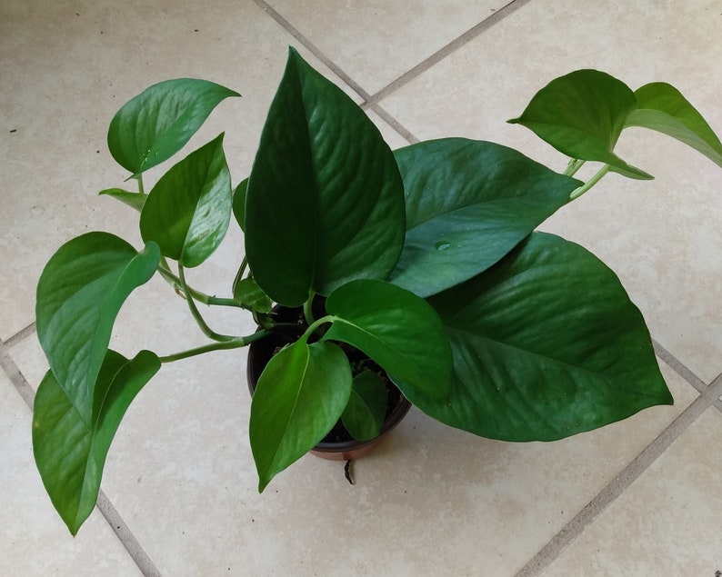Pothos Cutting Set - 1 Rooted Green Queen + Free Propagation Cut - Epipremnum aureum Indoor Plant