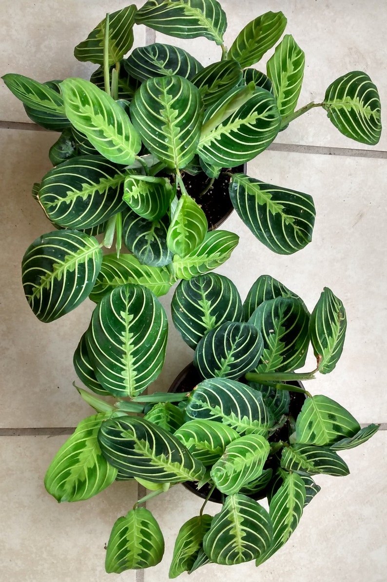 Prayer Plant Marisela - Small Rooted Indoor Houseplant with Free Cutting - Maranta leuconeura - Easy Care, Low Maintenance