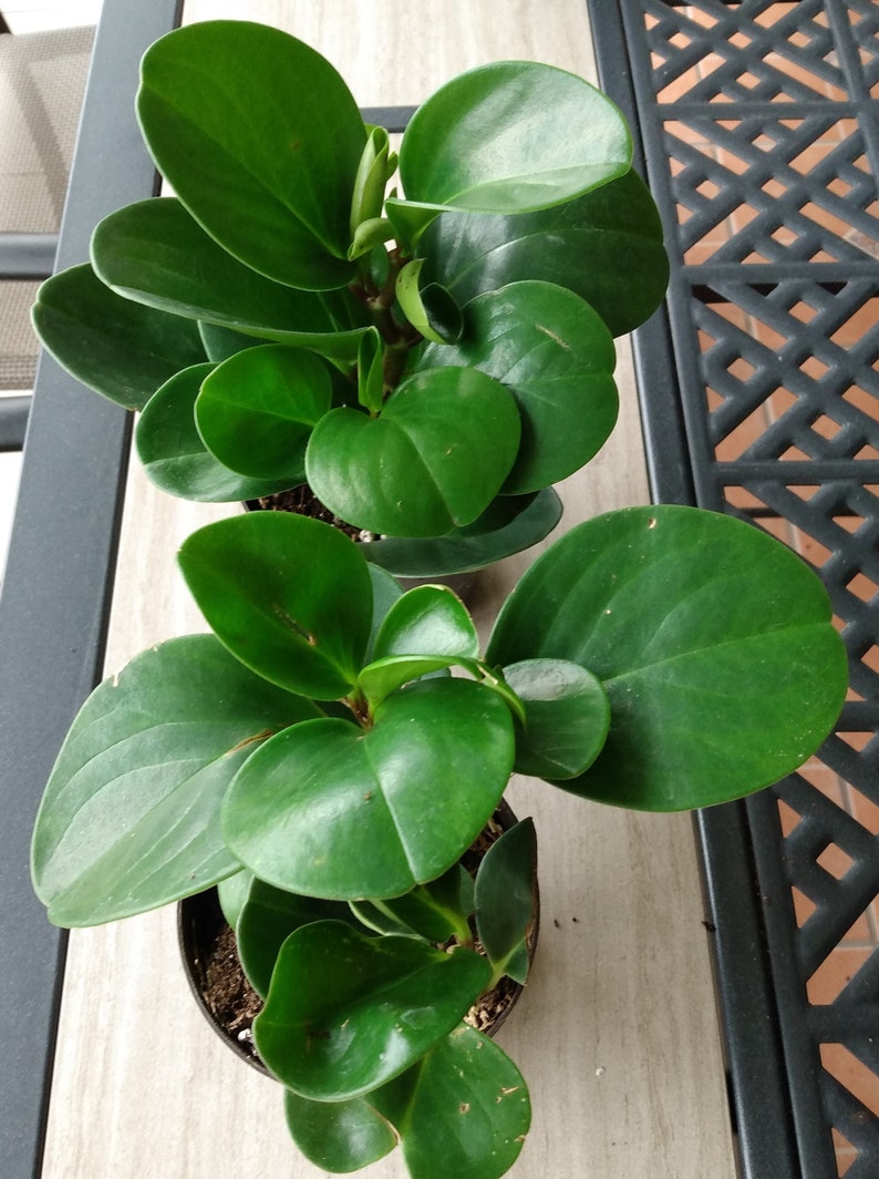 Peperomia Green Plant - Rooted Small Houseplant with Free Cutting - Peperomia obtusifolia - Easy Care Indoor Garden