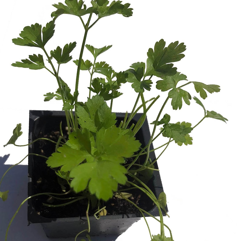 Organic Flat-Leaf Parsley Plant in 2.5-Inch Pot | Live Italian Petroselinum crispum Herb for Cooking