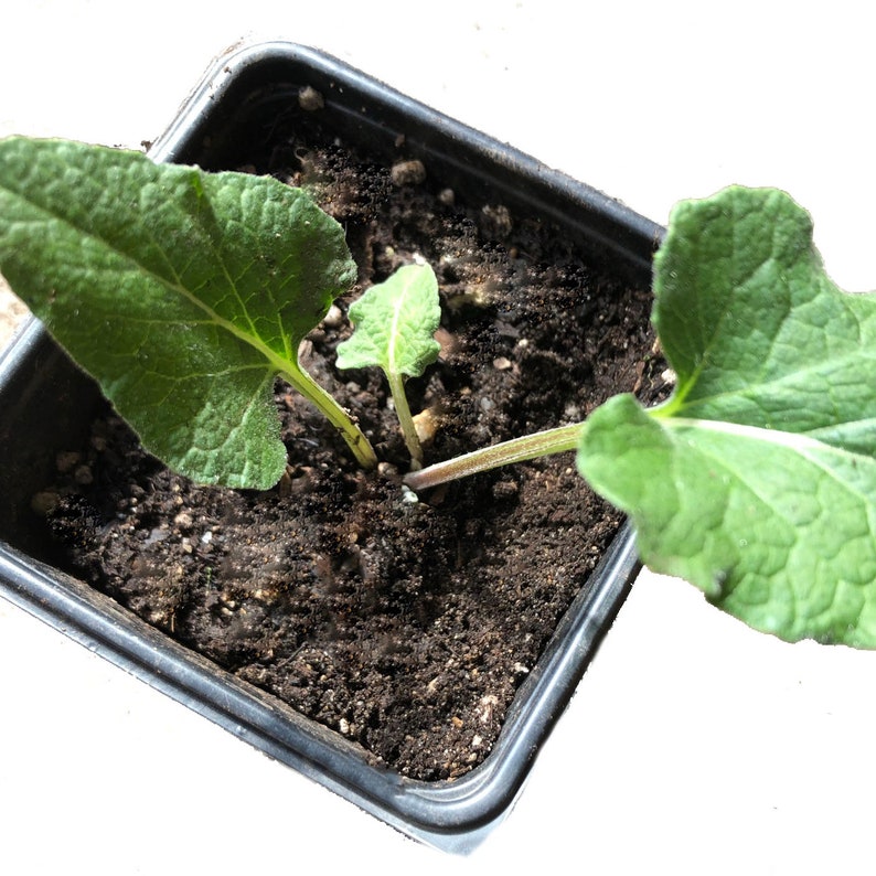 Organic Greater Burdock Plant in 2.5-Inch Pot, Edible Root & Leaves, Arctium lappa, Culinary & Medicinal Herb