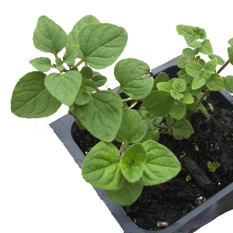 Organic Greek Oregano Plant in 2.5-Inch Pot | Live Herb | Origanum vulgare | Culinary & Kitchen Garden