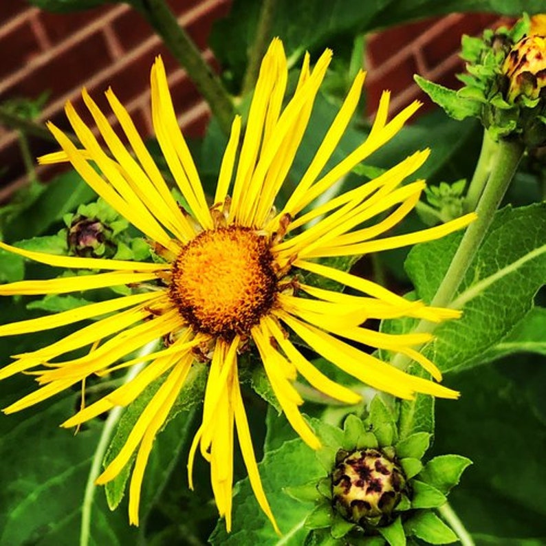 Organic Elecampane Plant in 2.5-Inch Pot, Pesticide-Free Inula Helenium, Herbal Garden, Pollinator Friendly, West Virginia Grown