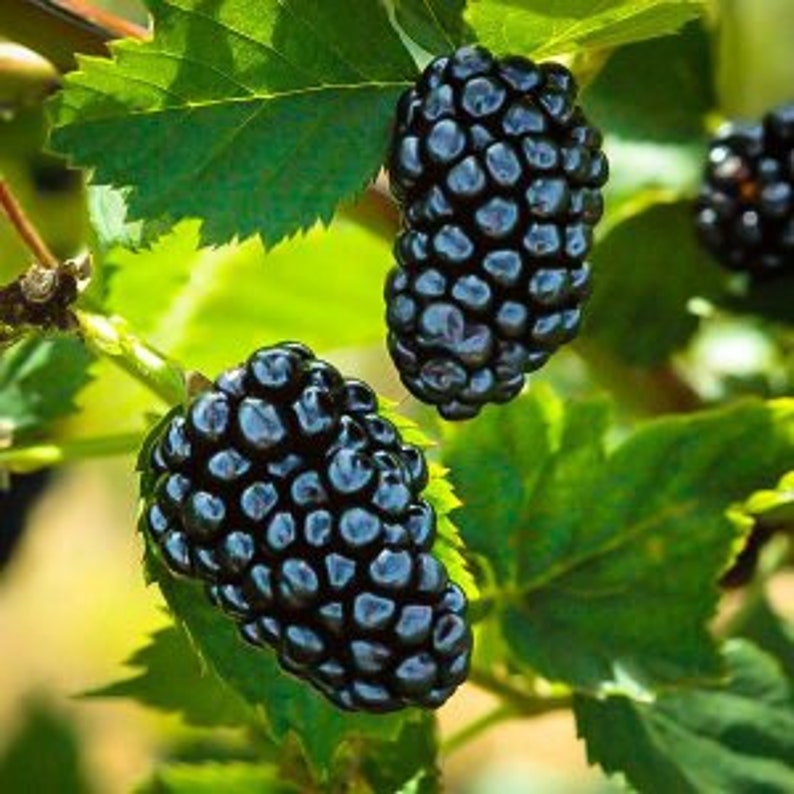 Natchez Thornless Blackberry Plant – 24-36 Inches – Disease Resistant, Self-Pollinating, Large Sweet Blackberries – Rubus fruticosus