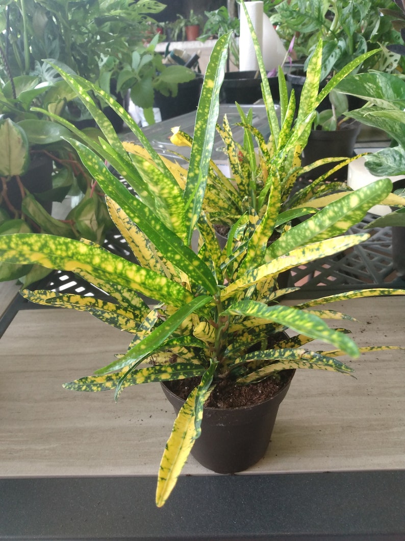 Gold Star Croton Plant - Small Rooted Codiaeum variegatum with Free Cutting - Low Maintenance Tropical Houseplant