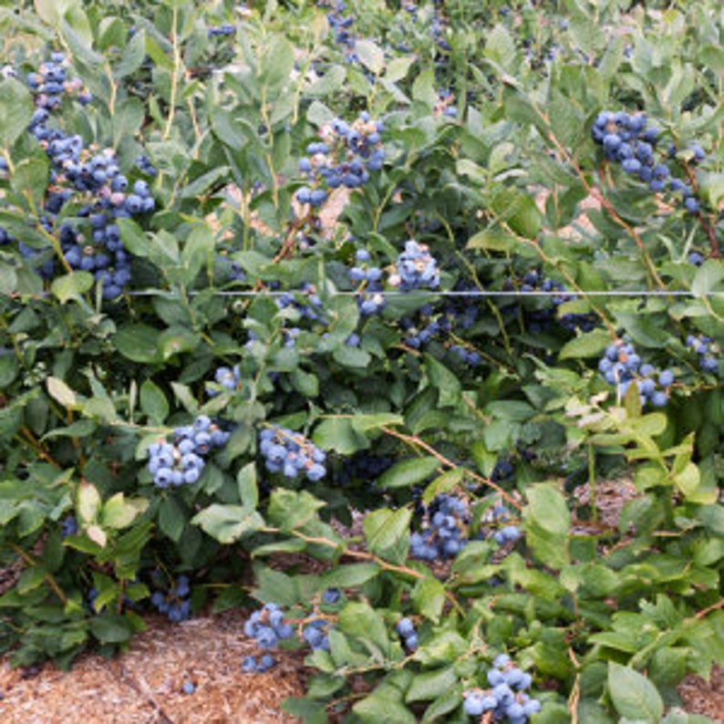 Blueberry Bush - 24-36 Inch Vaccinium corymbosum 'Tiff Blue' Drought Resistant, Full Sun, Zone 7-9