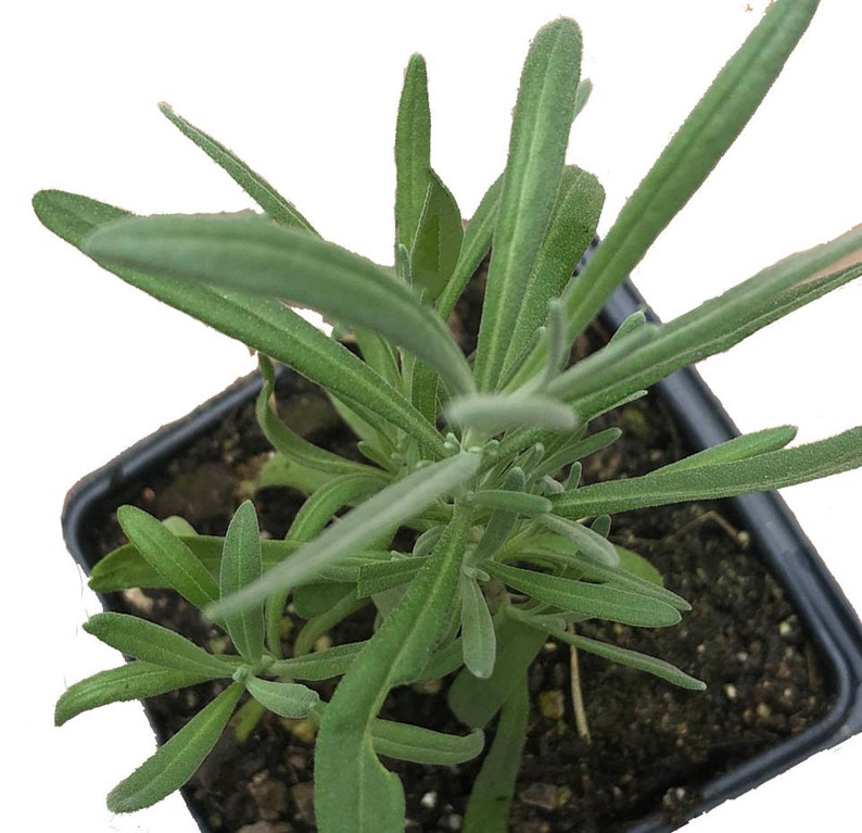 Organic Lavender Plant 2.5-Inch Pot Lavandula angustifolia Fragrant Herb for Garden & Indoor