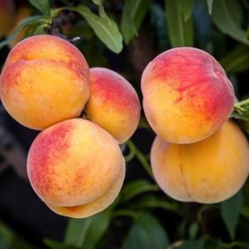 Elberta Peach Tree - Young Tree 24-36 Inches - Juicy Yellow Fruit - Prunus persica 'Elberta' - Zones 5-9