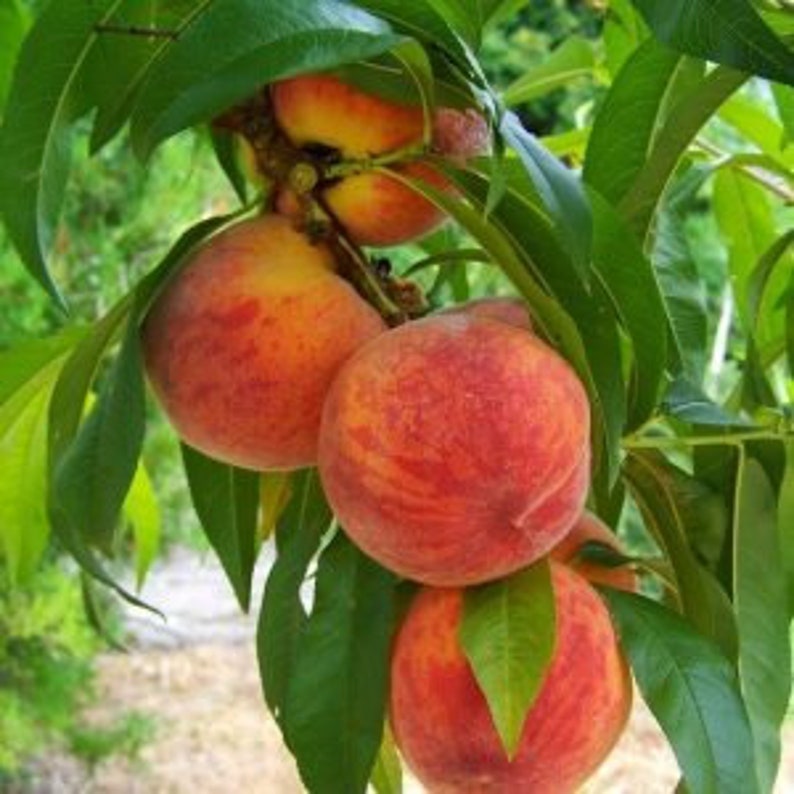 Flordacrest Peach Tree - 24-36 Inches - Medium Red Fruit with Yellow Flesh - Prunus persica - Warm Climate Zones 8-9