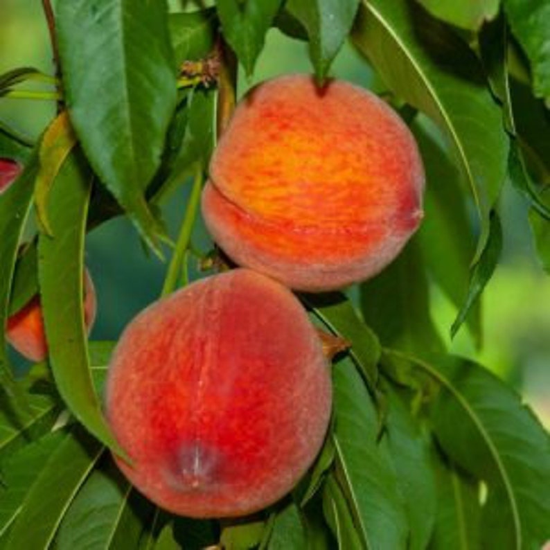 June Gold Peach Tree - 24-36 Inches - Yellow Flesh Clingstone - Prunus persica - Disease Resistant, Vigorous Growth, Zones 5-9