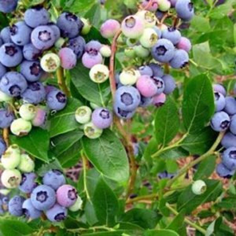 Climax Blueberry Bush - Medium Blue Fruit - Self-Fertile Vaccinium corymbosum - Early Season Variety Plant