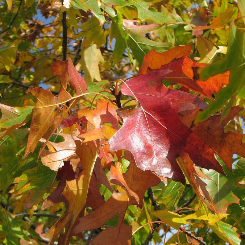 Northern Red Oak Tree 2-3' Bare Root Quercus rubra Fast Growing Fall Foliage for Landscaping