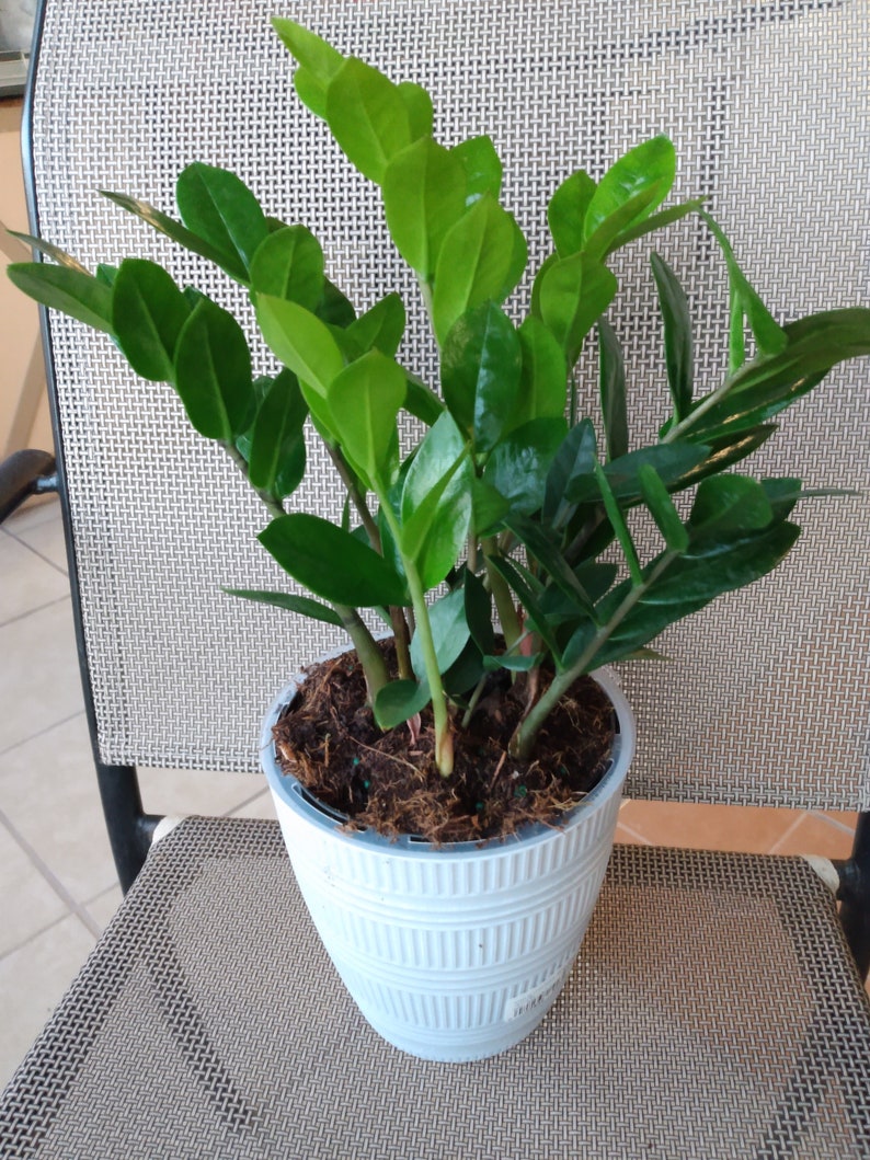 Raven ZZ Plant - Small Rooted Zamioculcas zamiifolia Indoor Low Maintenance Houseplant with Free Cutting