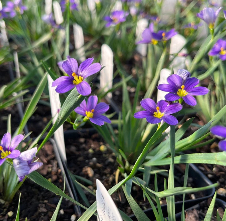 Blue Eyed Grass 'Lucerne' Live Plant 3.5" Pot - Sisyrinchium angustifolium - Native North American Perennial