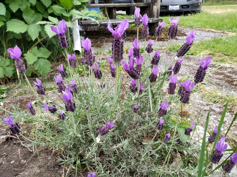 Lavender Cuttings - 5 Live Organic Clippings for Propagation | Lavandula angustifolia
