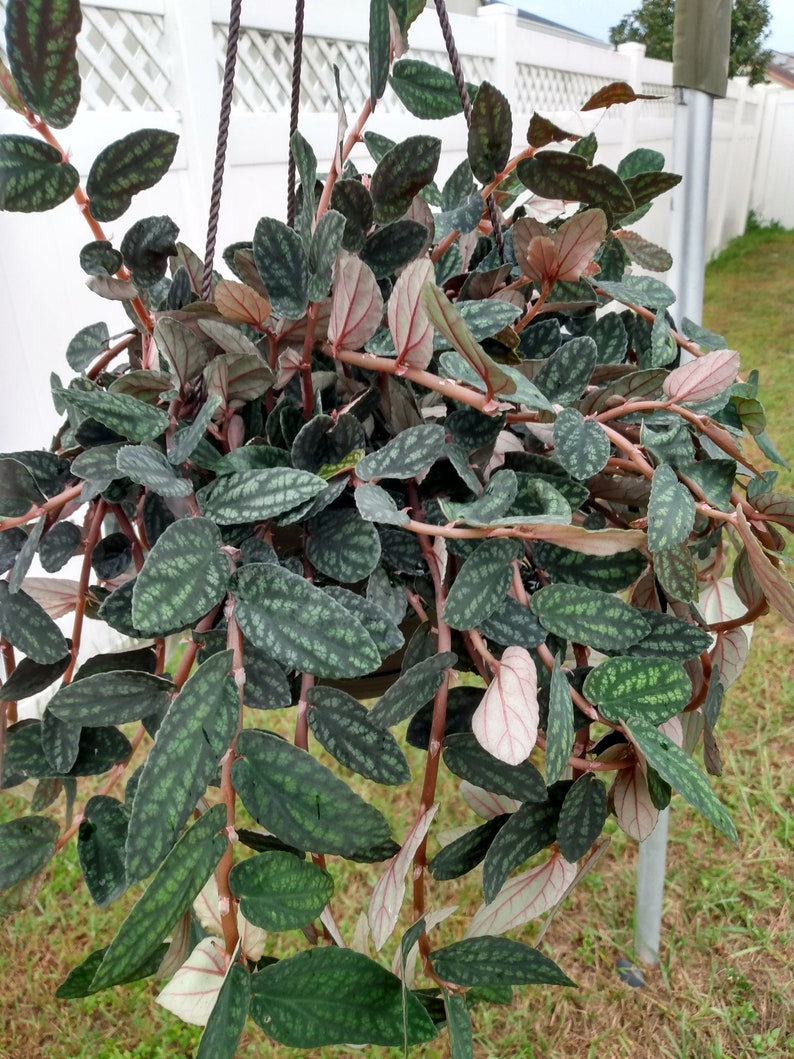 Polynesian Ivy Plant - Small Rooted Hoya spp. Vining Greenery with Free Cutting - Indoor/Outdoor Easy Care Plant