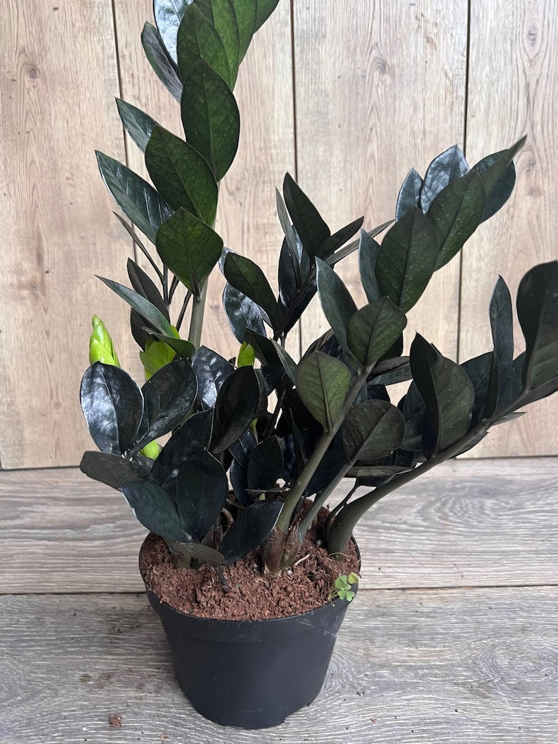 Black Raven ZZ Plant 6" Pot Indoor Houseplant Zamioculcas zamiifolia Raven Low Light Toxin-Filtering