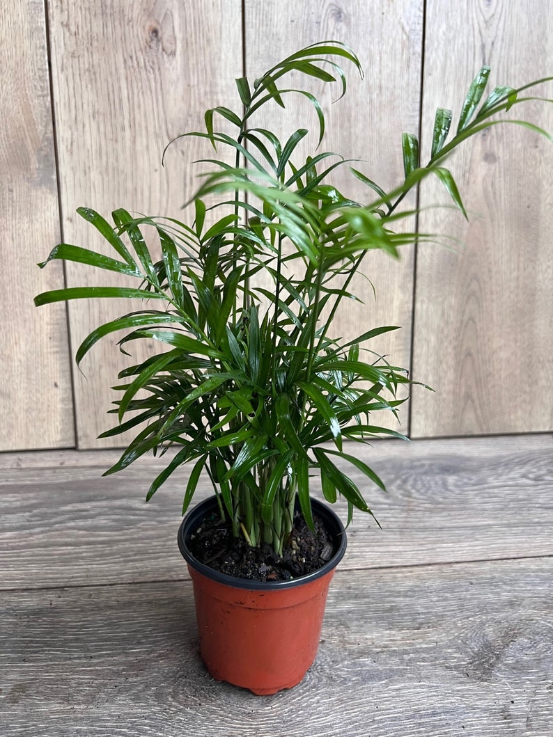 Neanthe Bella Palm 4-Inch Pot Indoor Houseplant Chamaedorea Elegans for Minimalist Decor
